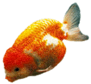 [Fisch.gif]