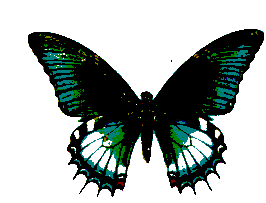 schmetterling.gif